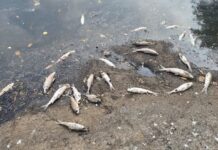 मुळा नदीत दुषित व केमिकल मिश्रीत पाण्यामुळे मृत माशांचा खच