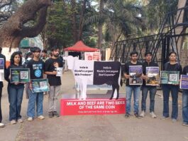दूध आणि बीफ उद्योगातील दुवा उघड : पुण्यात तरुणांचे प्रभावी आंदोलन