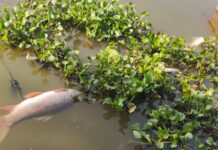 पाषाण तलावात जलपर्णीचा विळखा; मासे मृत्यू, दुर्गंधीने नागरिक त्रस्त