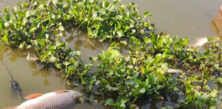 पाषाण तलावात जलपर्णीचा विळखा; मासे मृत्यू, दुर्गंधीने नागरिक त्रस्त