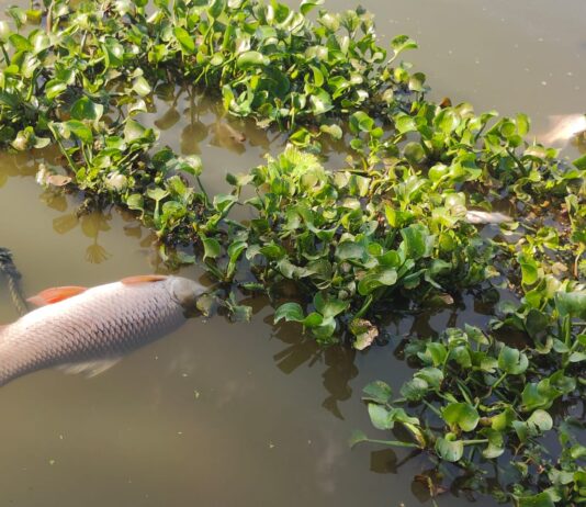पाषाण तलावात जलपर्णीचा विळखा; मासे मृत्यू, दुर्गंधीने नागरिक त्रस्त